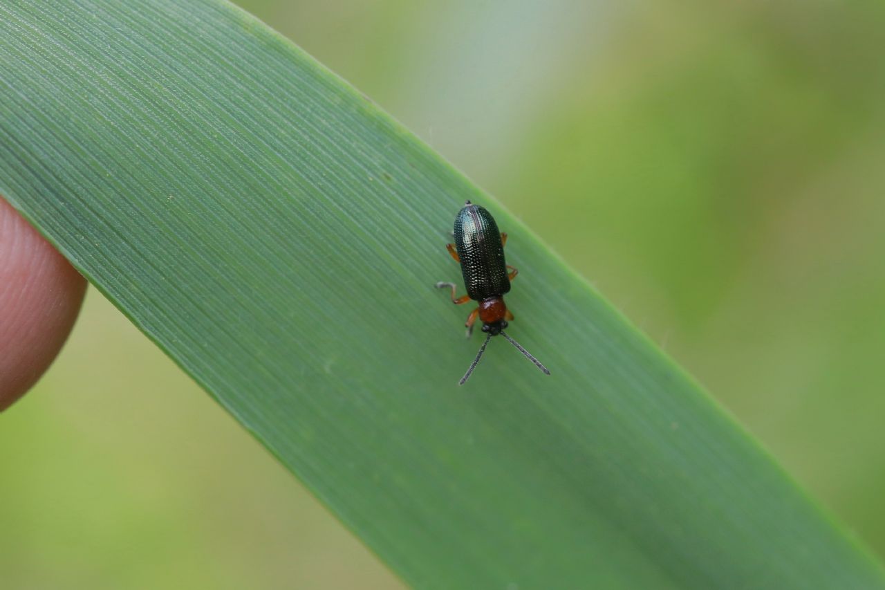 Chrysomelidae - Oulema sp.